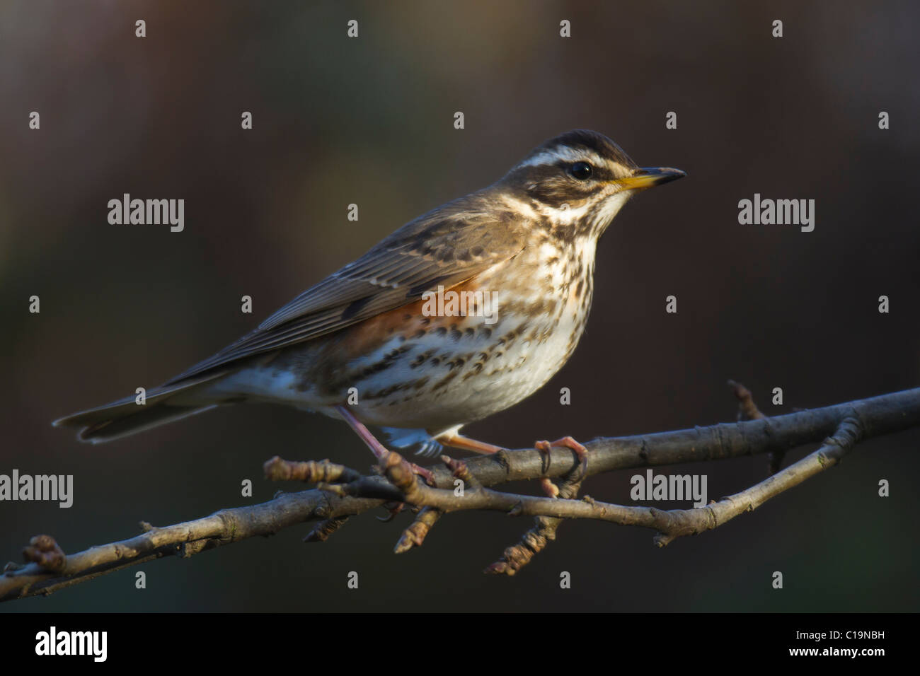 Redwing (Turdus iliacus) perched on a branch Stock Photo