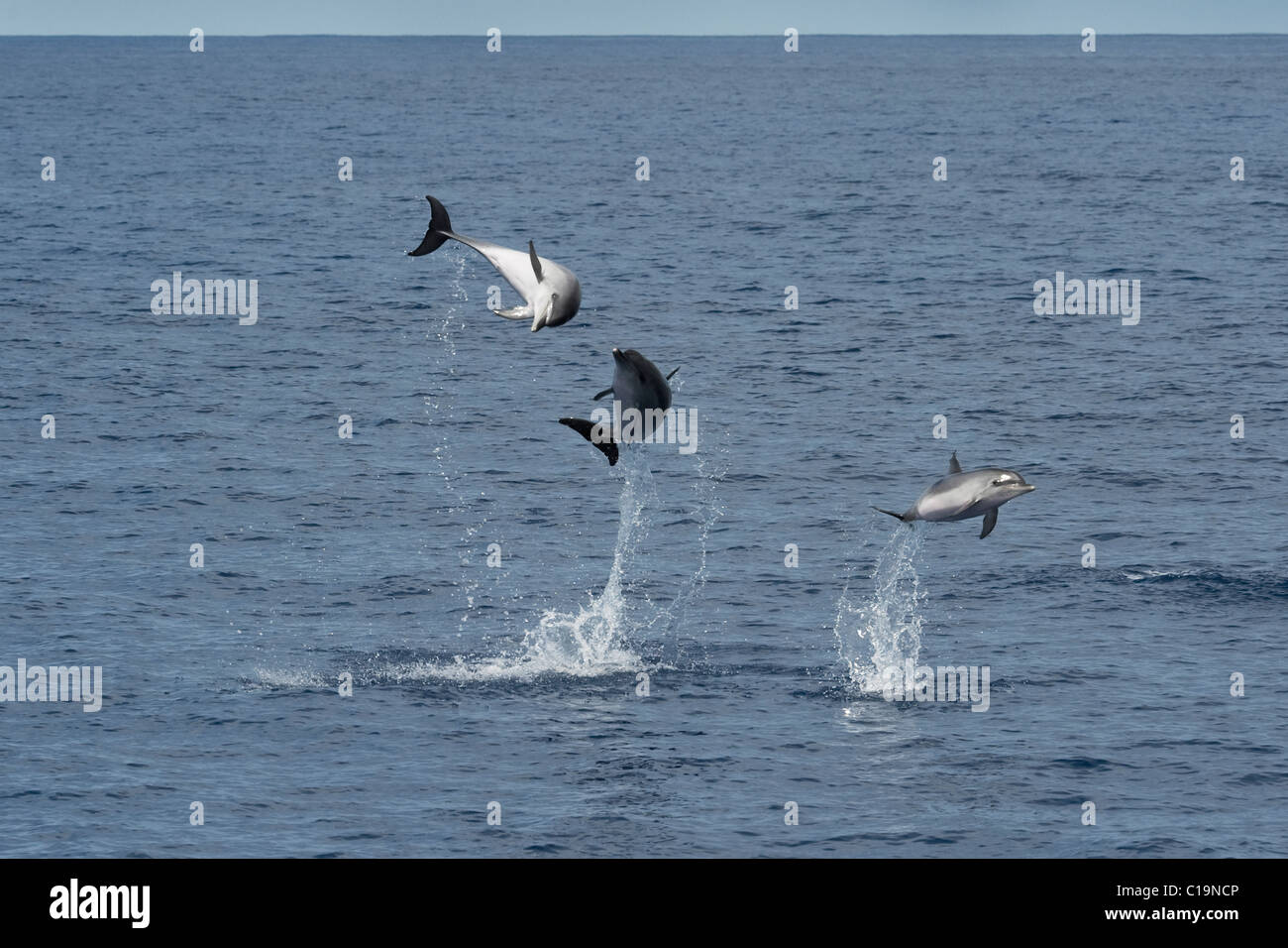 Atlantic Spotted Dolphin (Stenella frontalis) three animals breach simultaneously. Azores, Atlantic Ocean. Stock Photo