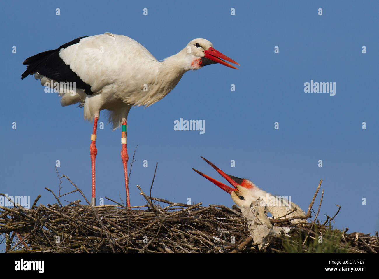 White Stork (Ciconia ciconia) displaying to its mate on their nest Stock Photo