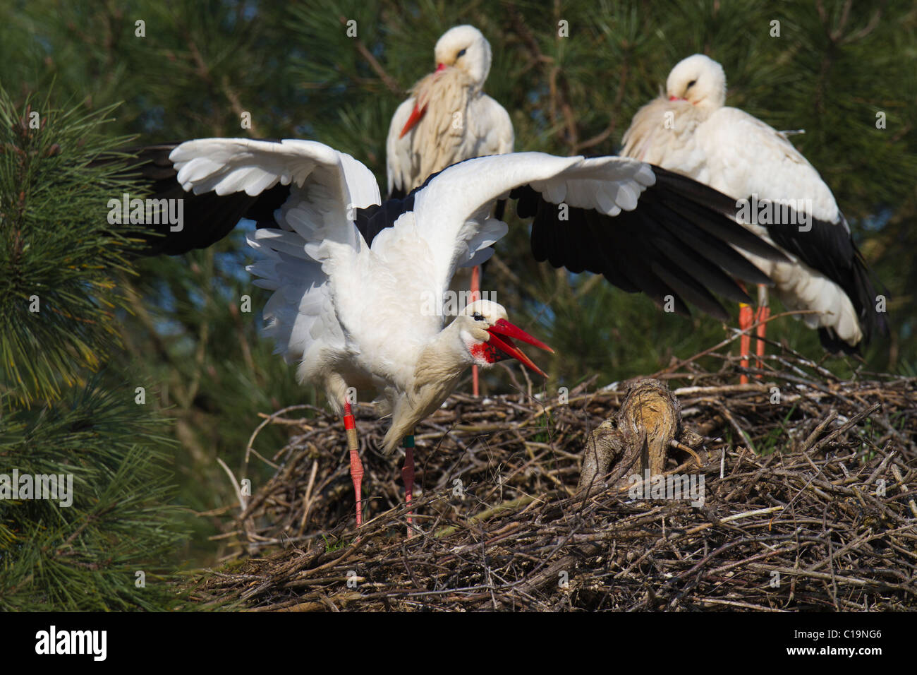 White Stork (Ciconia ciconia) displaying on its nest watched by another pair of storks Stock Photo