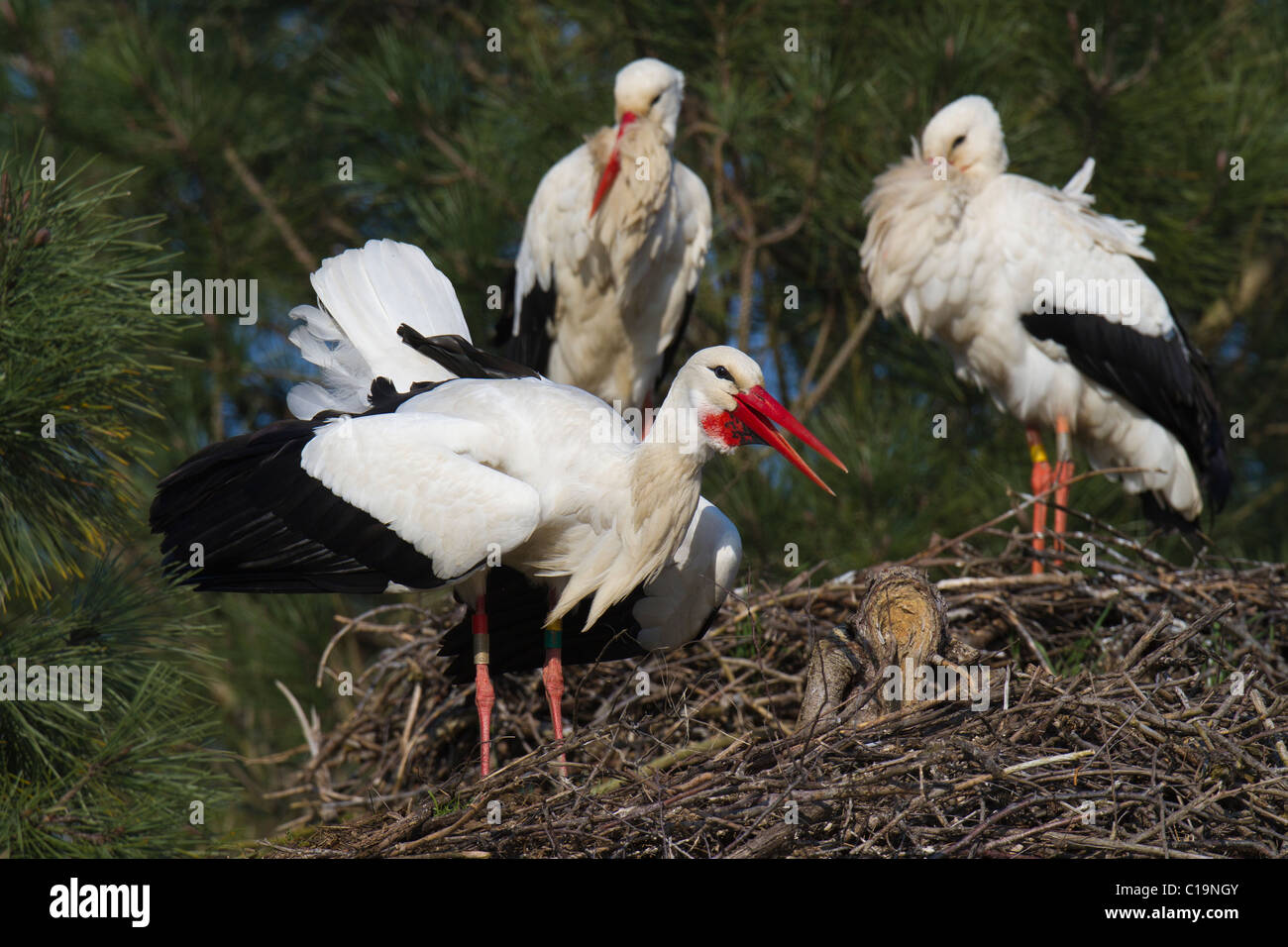 White Stork (Ciconia ciconia) displaying on its nest watched by another pair of storks Stock Photo