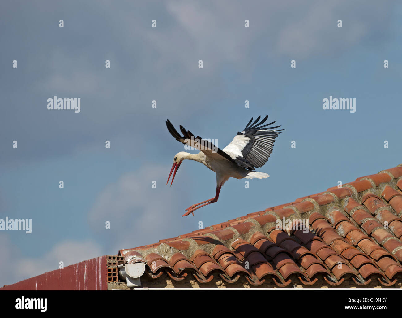 White Stork Ciconia ciconia landing on roof Alfaro Spain Stock Photo