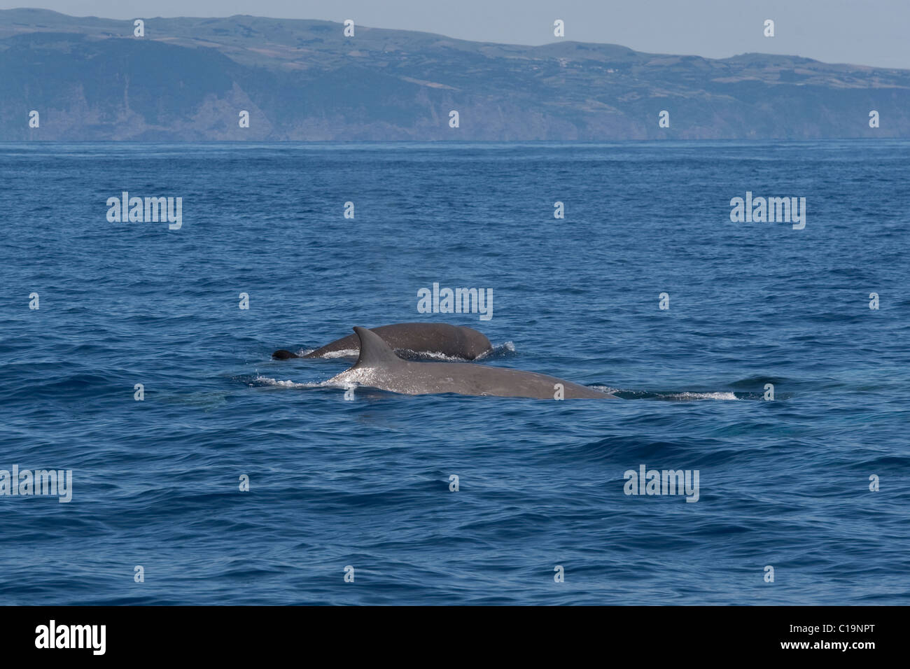 Northern Bottlenose Whale (Hyperoodon ampullatus) adult Female and Calf surfacing, rare unusual image. Azores, Atlantic Ocean. M Stock Photo