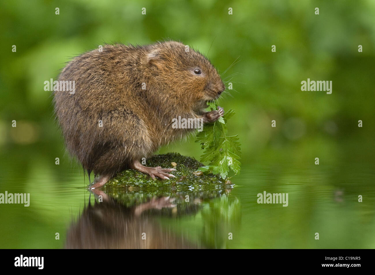 Water vole (Arvicola amphibius), Kent, UK Stock Photo
