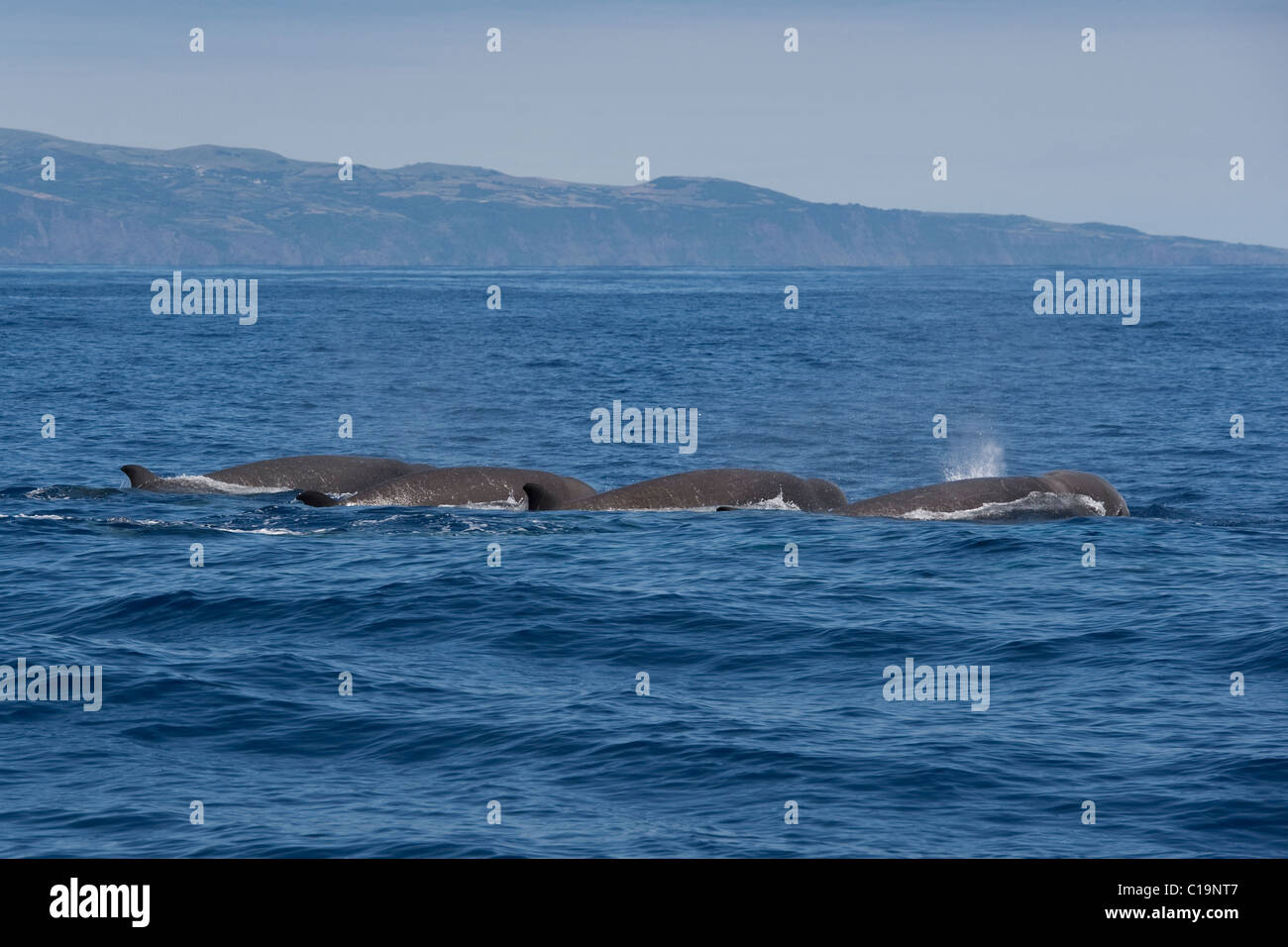 Northern Bottlenose Whale (Hyperoodon ampullatus) four adult animals surfacing, rare unusual image. Azores, Atlantic Ocean. Stock Photo