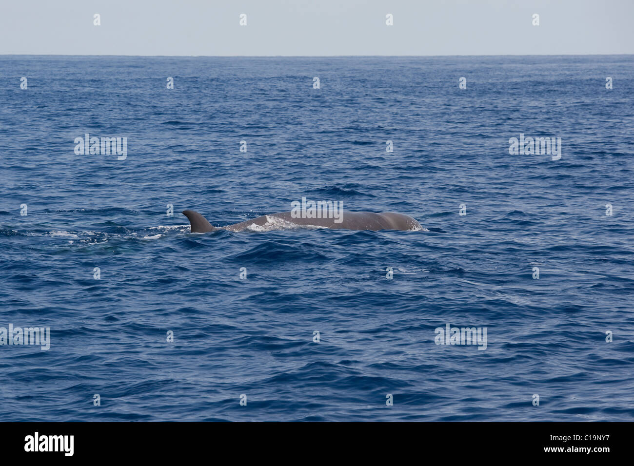 Northern Bottlenose Whale (Hyperoodon ampullatus) adult animal ...