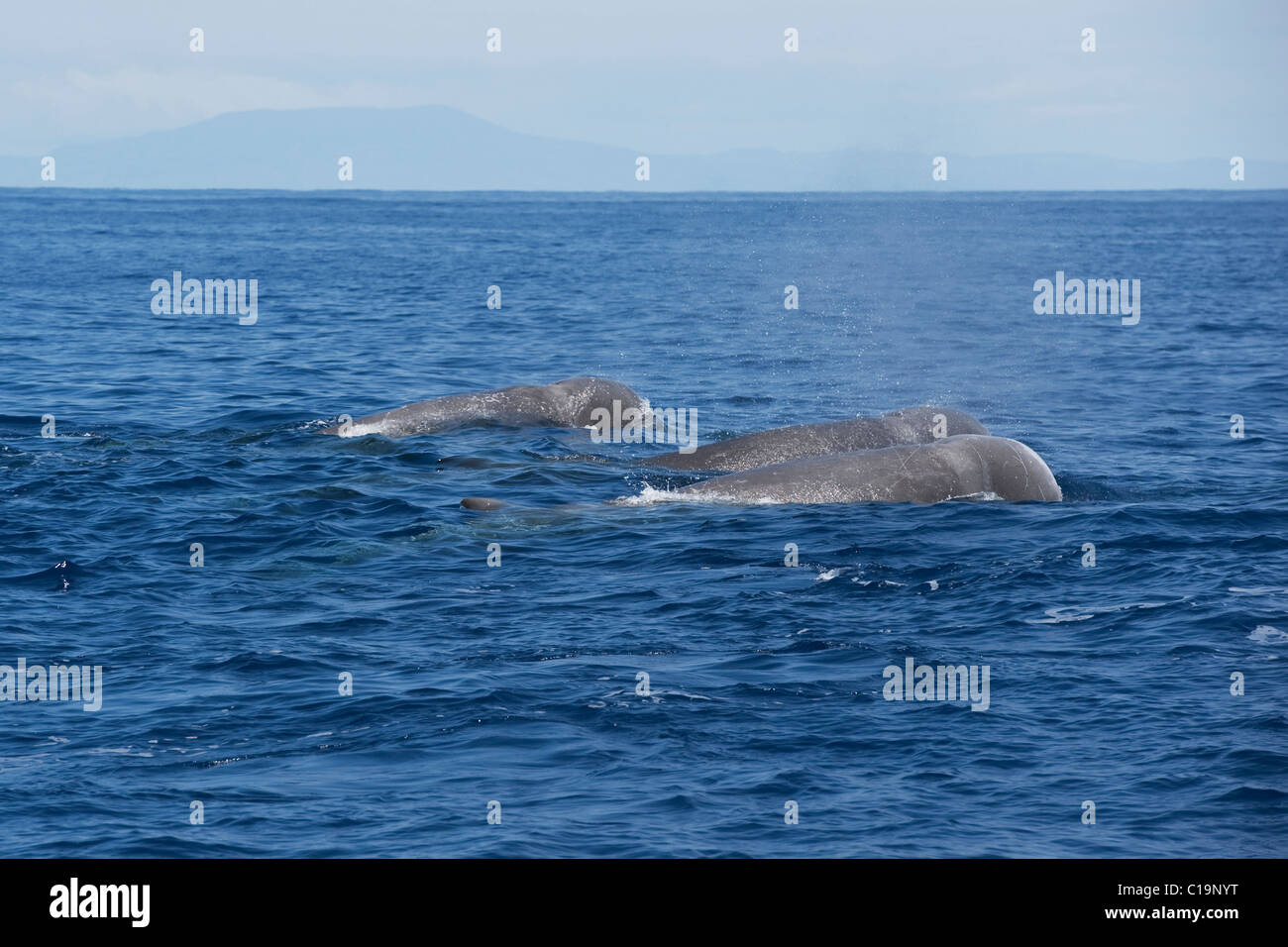 Northern Bottlenose Whale (Hyperoodon ampullatus) three adult animals surfacing, rare unusual image. Azores, Atlantic Ocean. Stock Photo