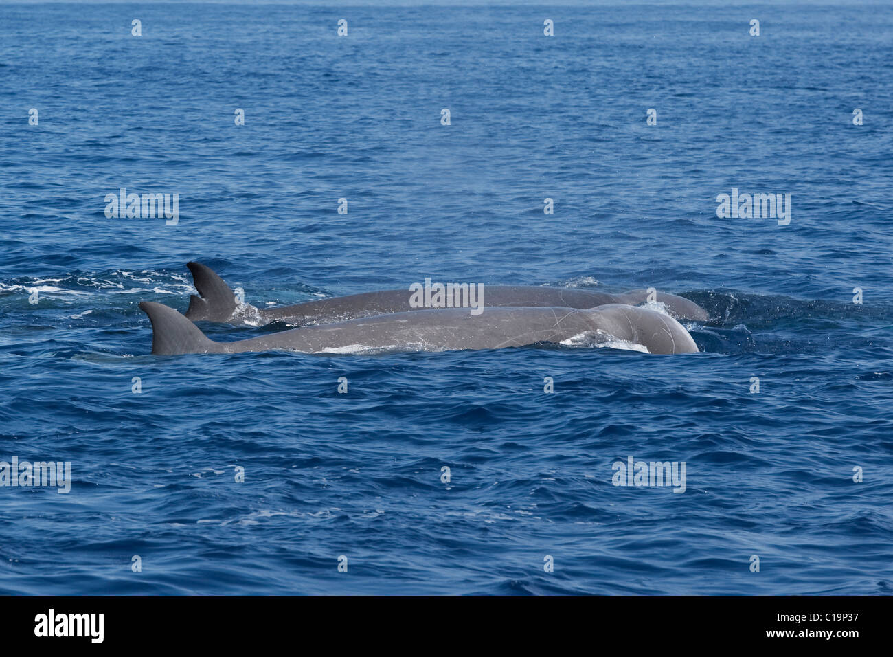 Northern Bottlenose Whale (Hyperoodon ampullatus) two adult animals surfacing, rare unusual image. Azores, Atlantic Ocean. Stock Photo