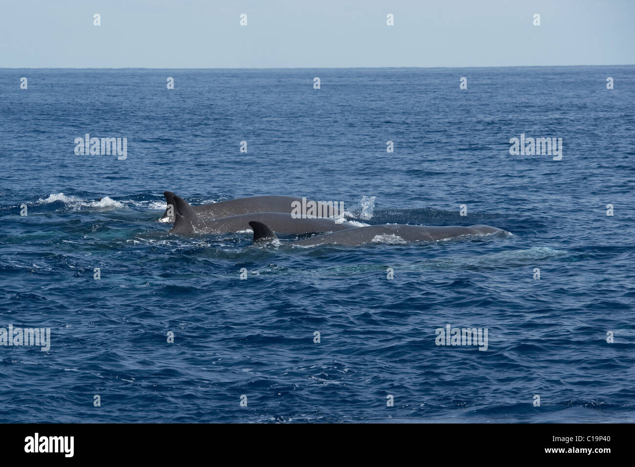 Northern Bottlenose Whale (Hyperoodon ampullatus) adult animals ...