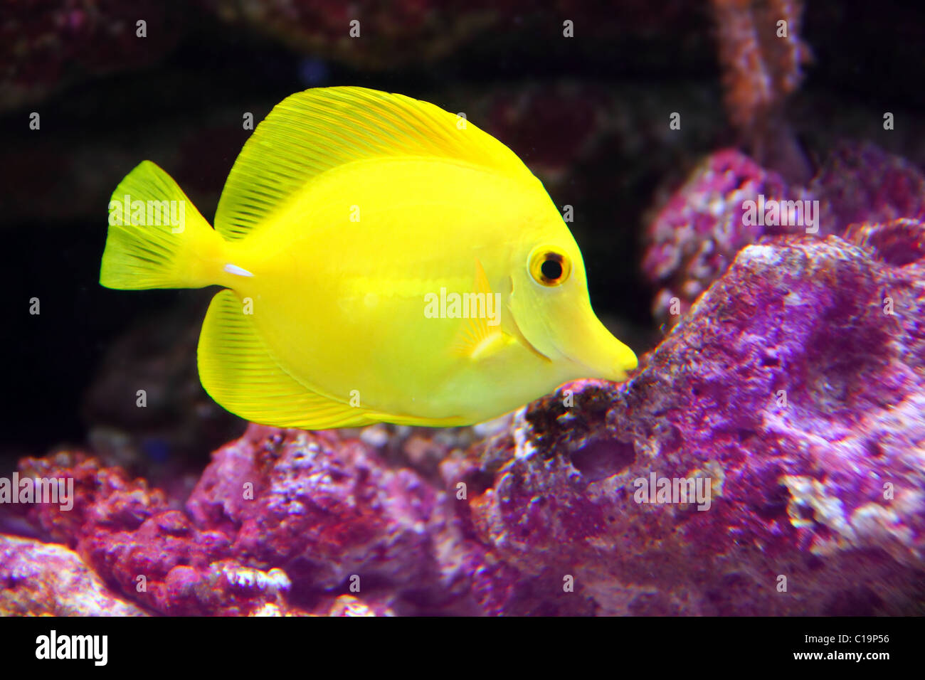 Yellow Hawaiian Tang Sailfin Surgeonfish on purple reef Stock Photo