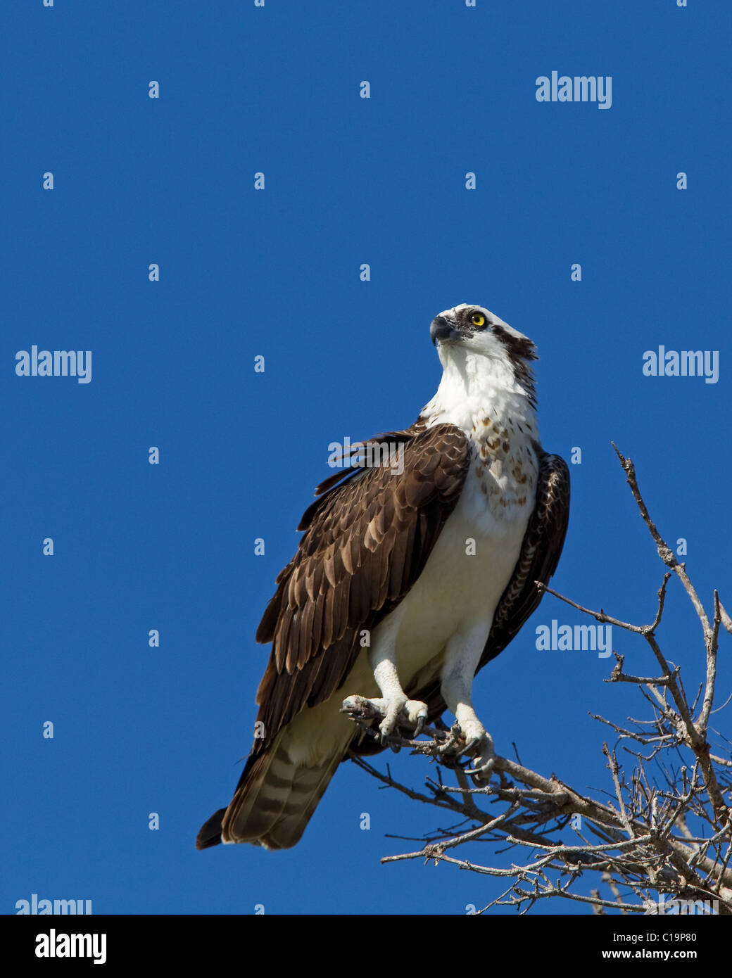 Osprey, Pandion haliaetus, on tree branch against blue sky,  Everglades National Park, Florida Stock Photo
