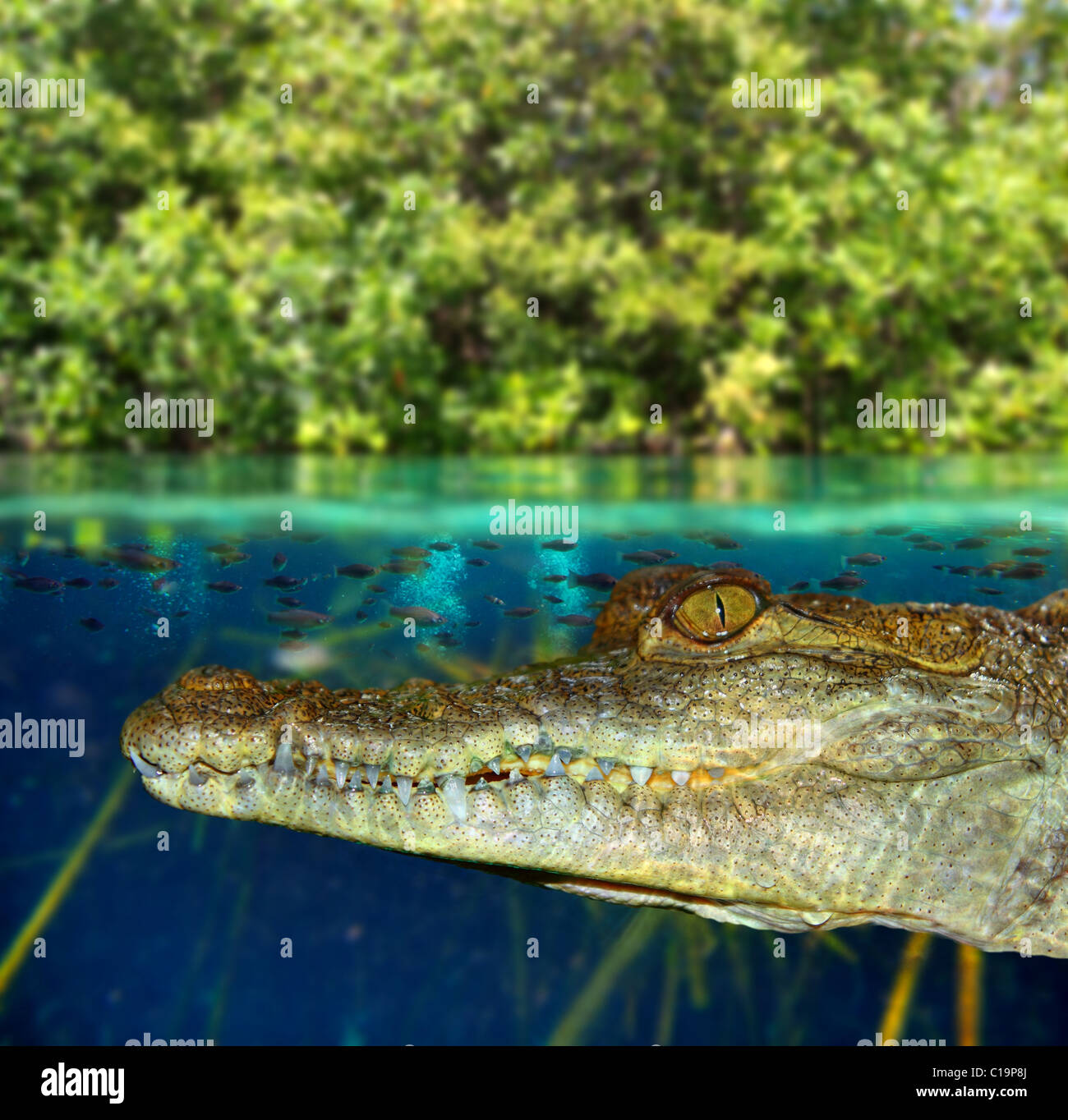 Crocodile cayman swimming in mangrove swamp up down waterline Stock Photo