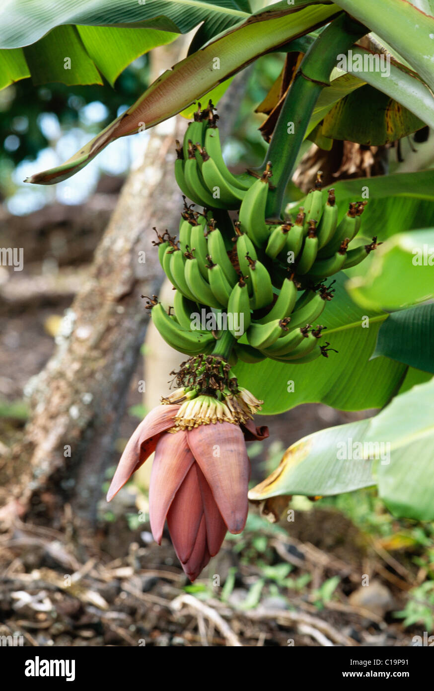 Banana stalk hires stock photography and images Alamy