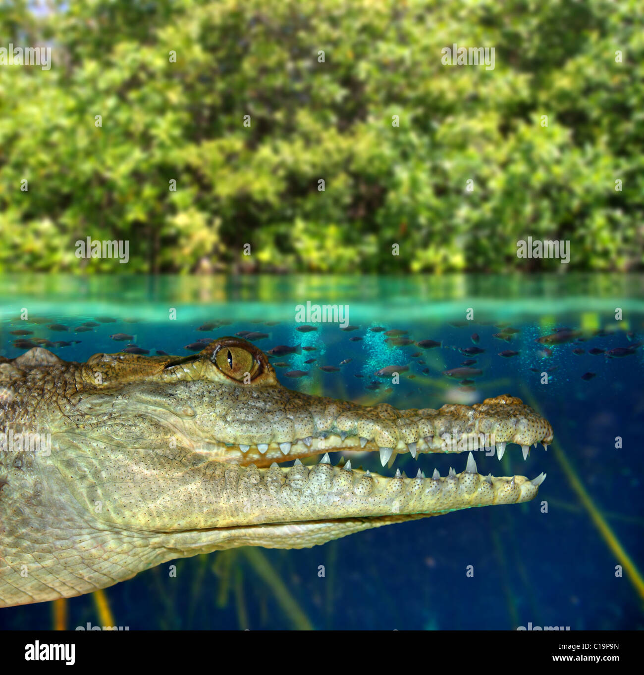 Crocodile cayman swimming in mangrove swamp up down waterline Stock Photo
