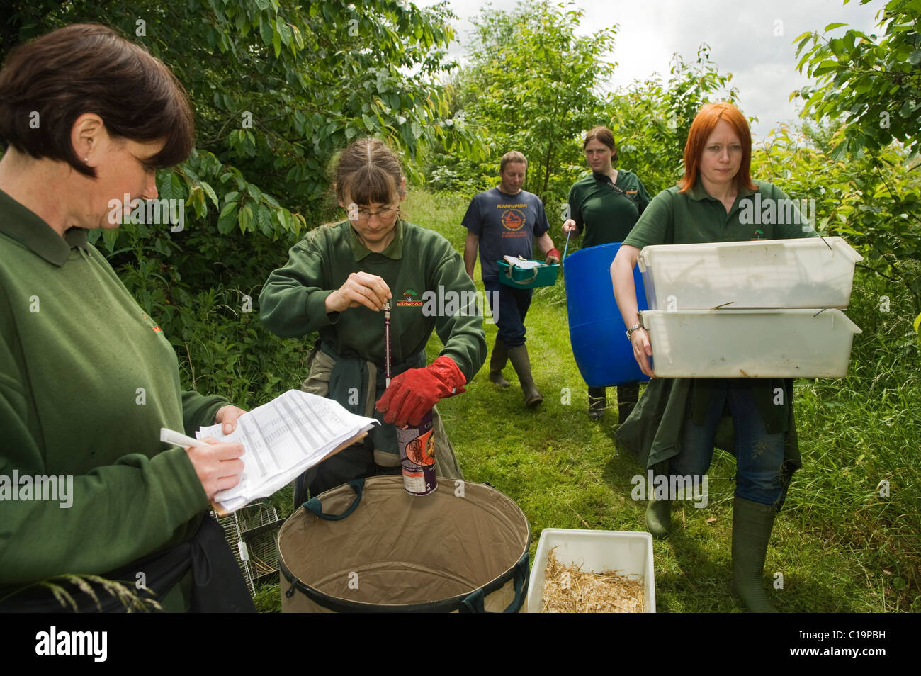 Water vole (Arvicola terrestris) reintroduction project,  Kent, UK. Staff members of the Wildwood Trust,  Kent. Stock Photo