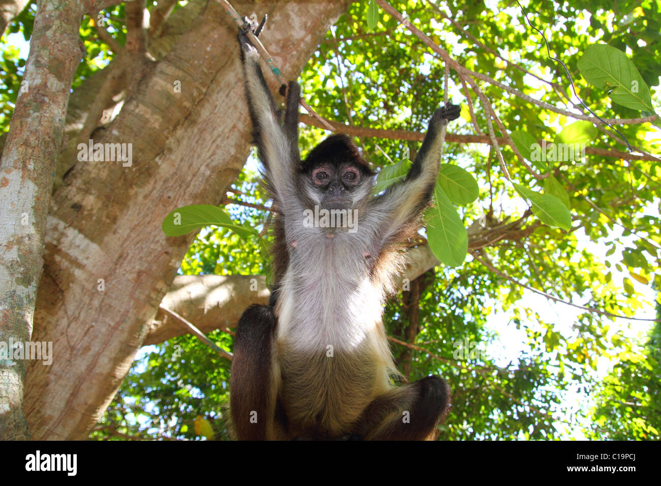 Ateles geoffroyi vellerosus Spider Monkey Central America Jungle Stock Photo