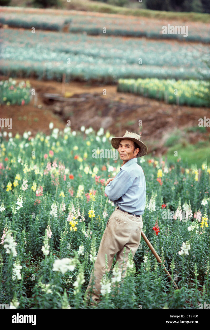 Upcountry Maui flower farm, Kula, Hawaii Stock Photo Alamy