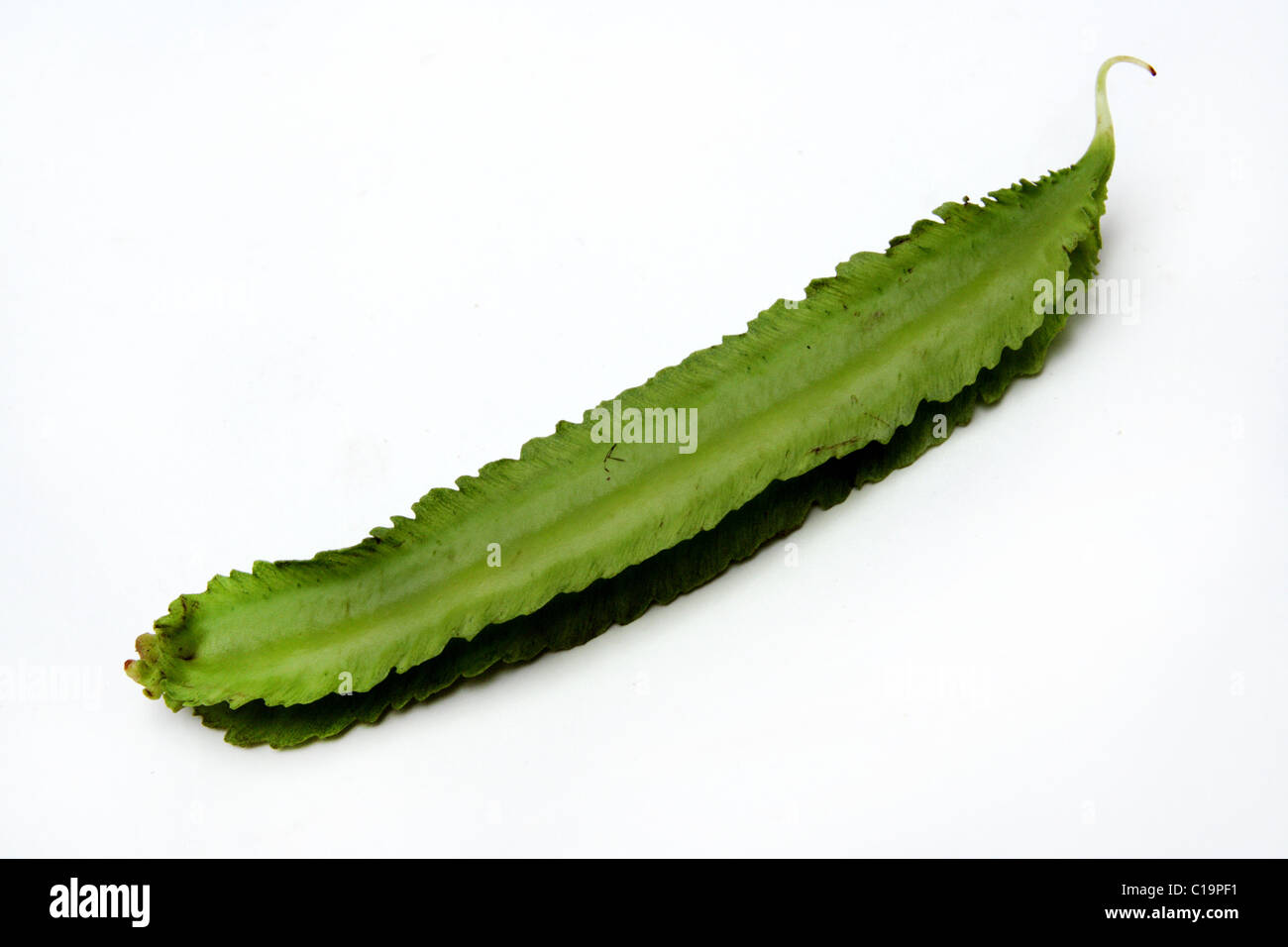 Wing Bean (Tua Poo) or Lotus tetragonolobus Stock Photo