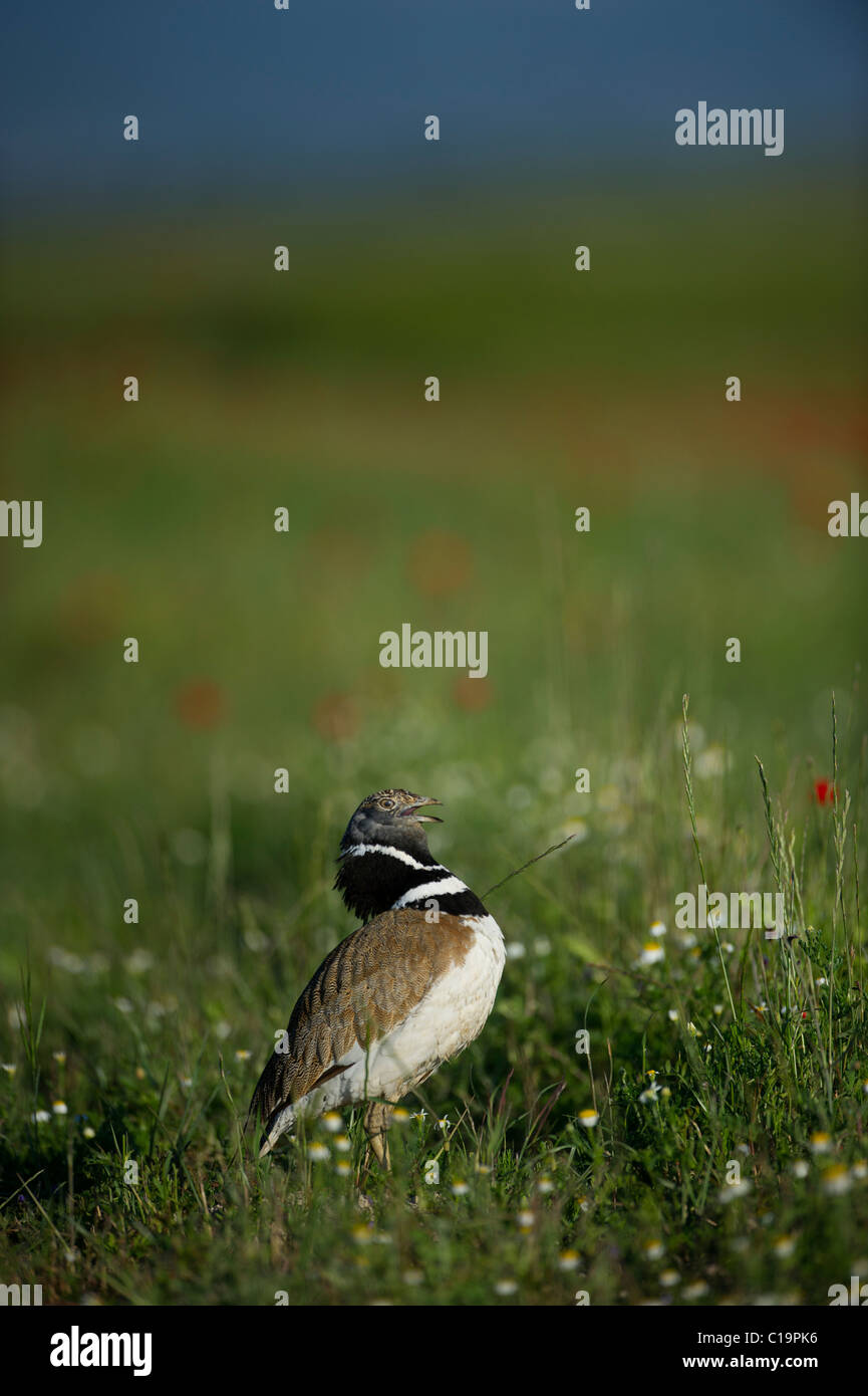 Little Bustard Tetrax tetrax displaying on the Spanish Steppe Spain May Stock Photo