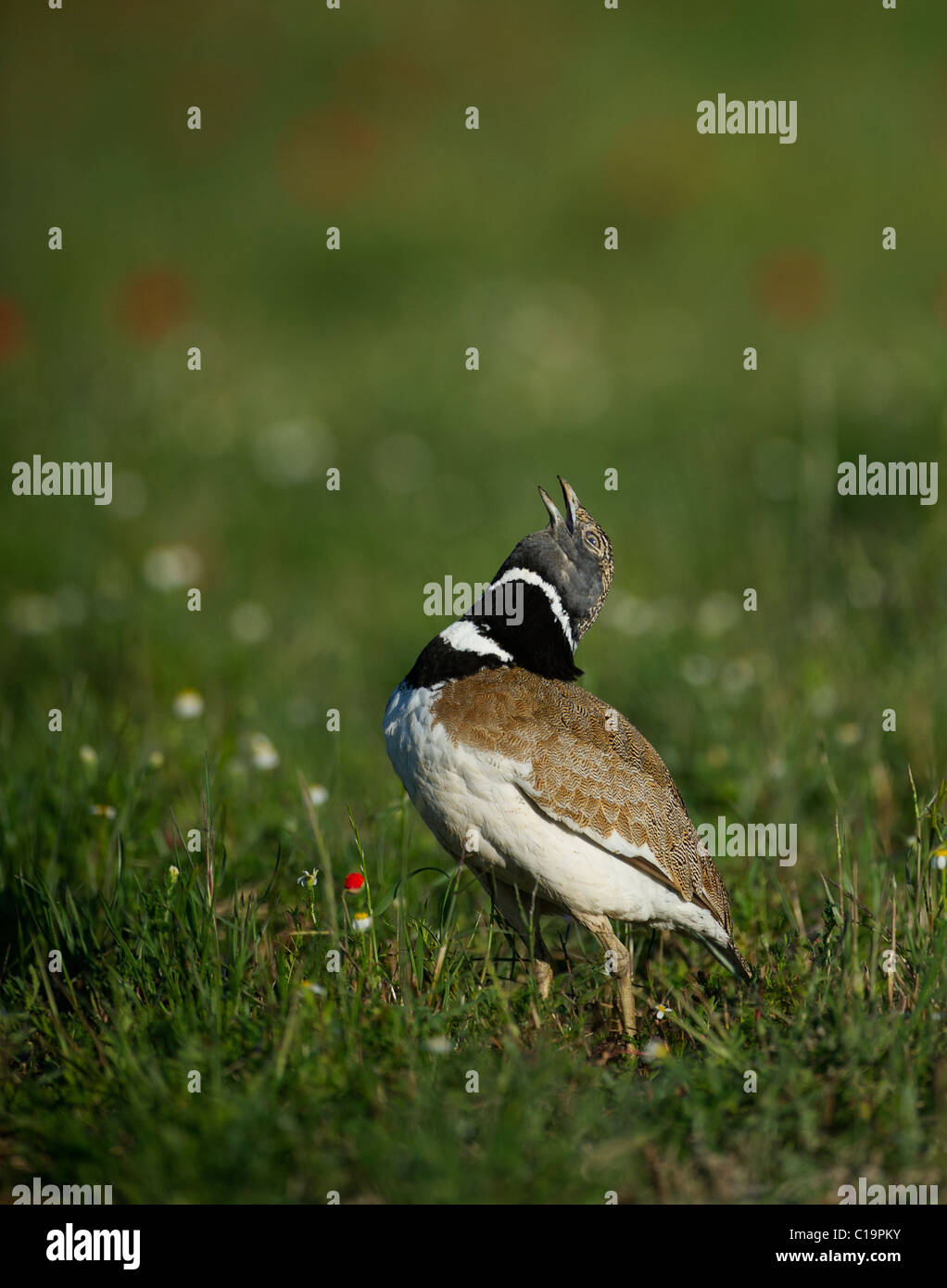 Little Bustard Tetrax tetrax displaying on the Spanish Steppe Spain May Stock Photo