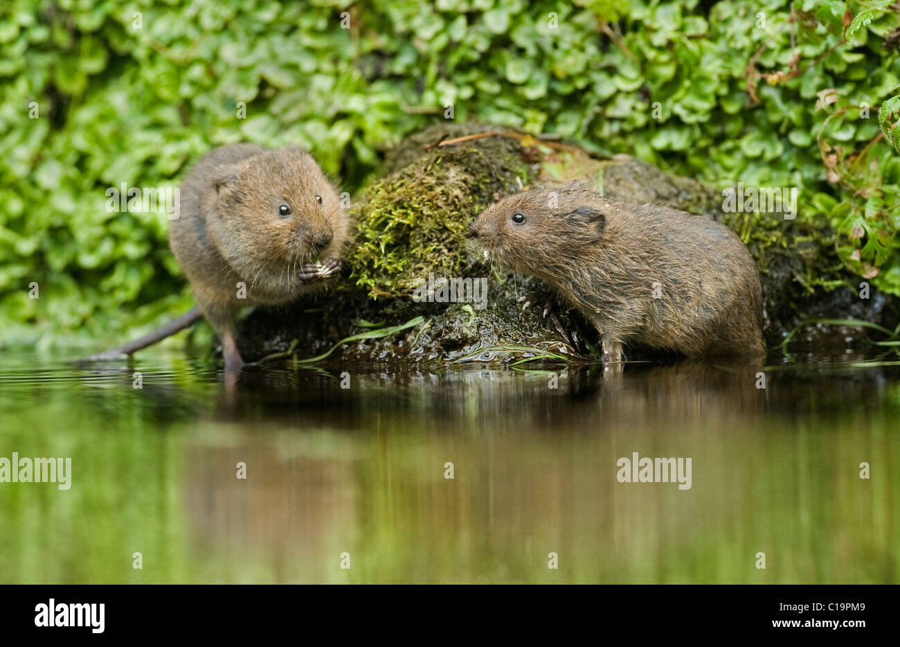 Young Water voles (Arvicola amphibius), Kent, UK Stock Photo