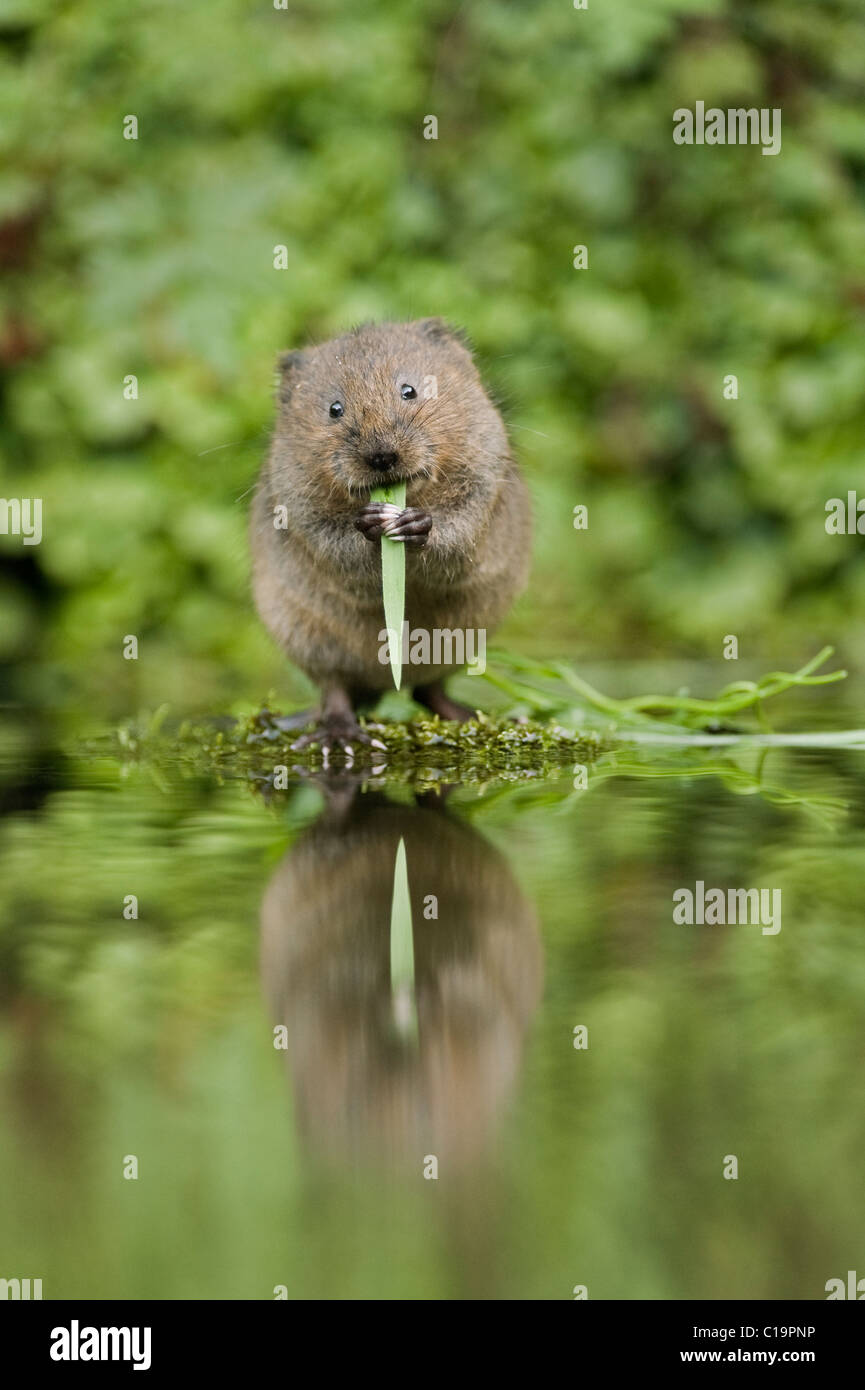 Young Water vole (Arvicola amphibious), Kent, UK Stock Photo