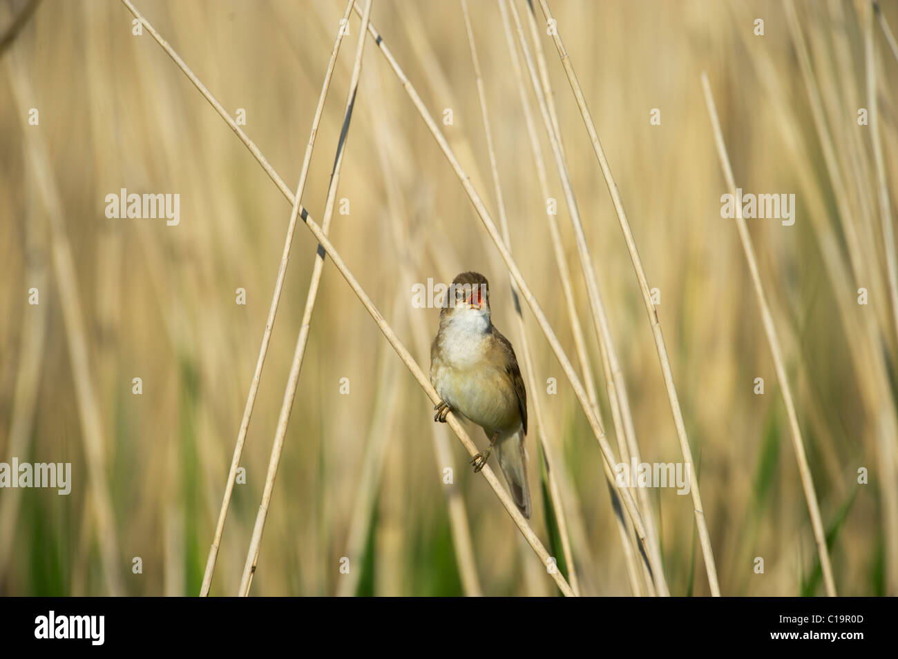 Reed Warbler Acrocephalus cirpaceus Cley Norfolk spring Stock Photo