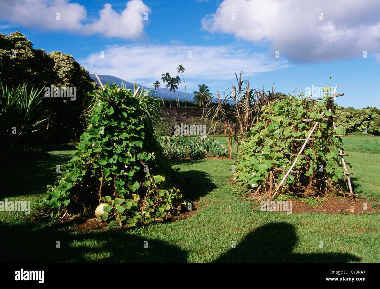 Canoe Garden, Kahanu Gardens, Hana Coast, Maui, Hawaii Stock Photo Alamy