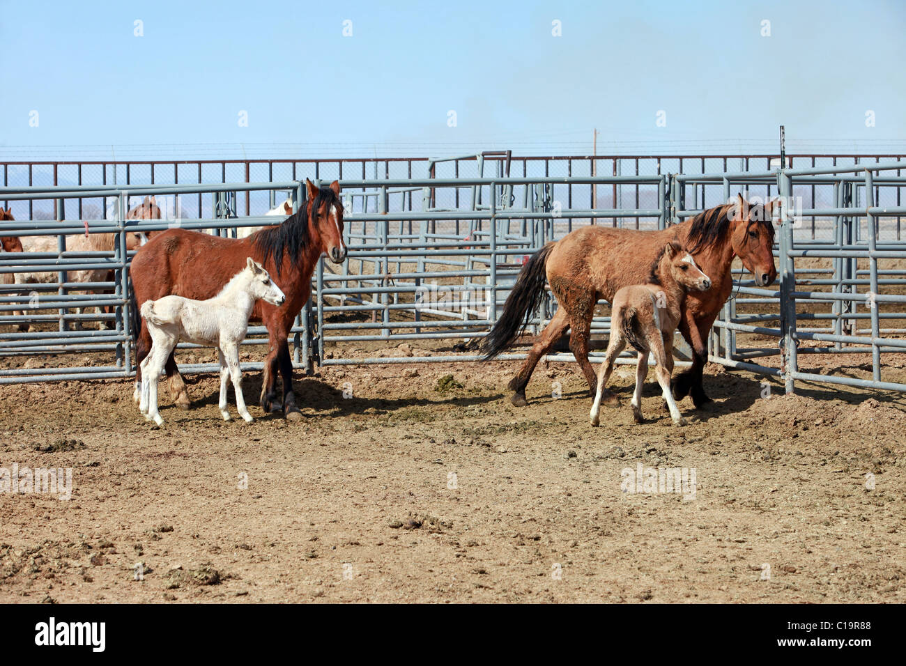 Wild Horses, Wilder Controversy