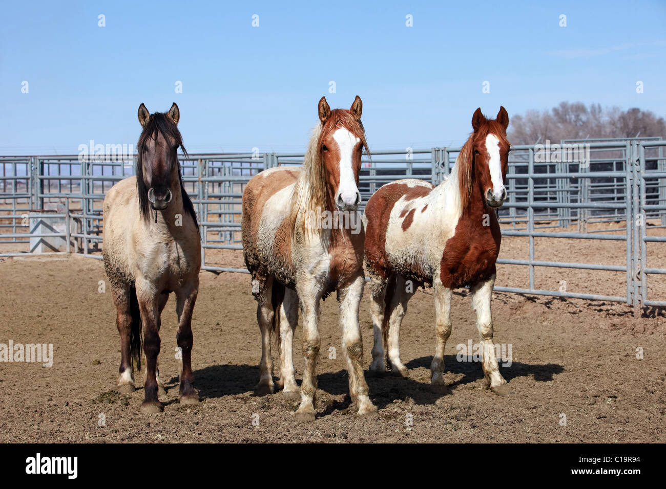 Wild mustang horses in corral after roundup in Utah and Arizona deserts