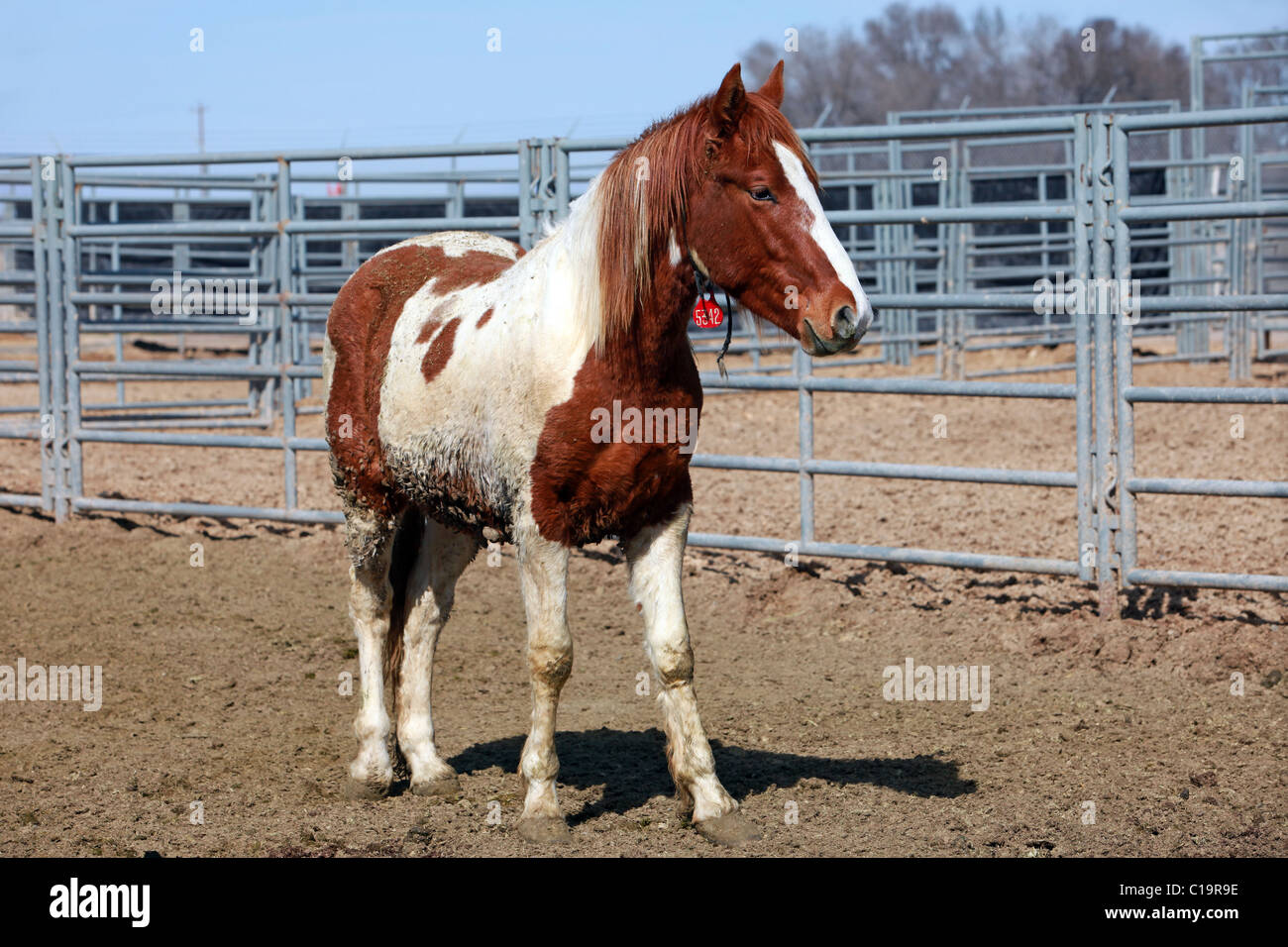 Wild mustang white and brown horse in corral after roundup in Utah and