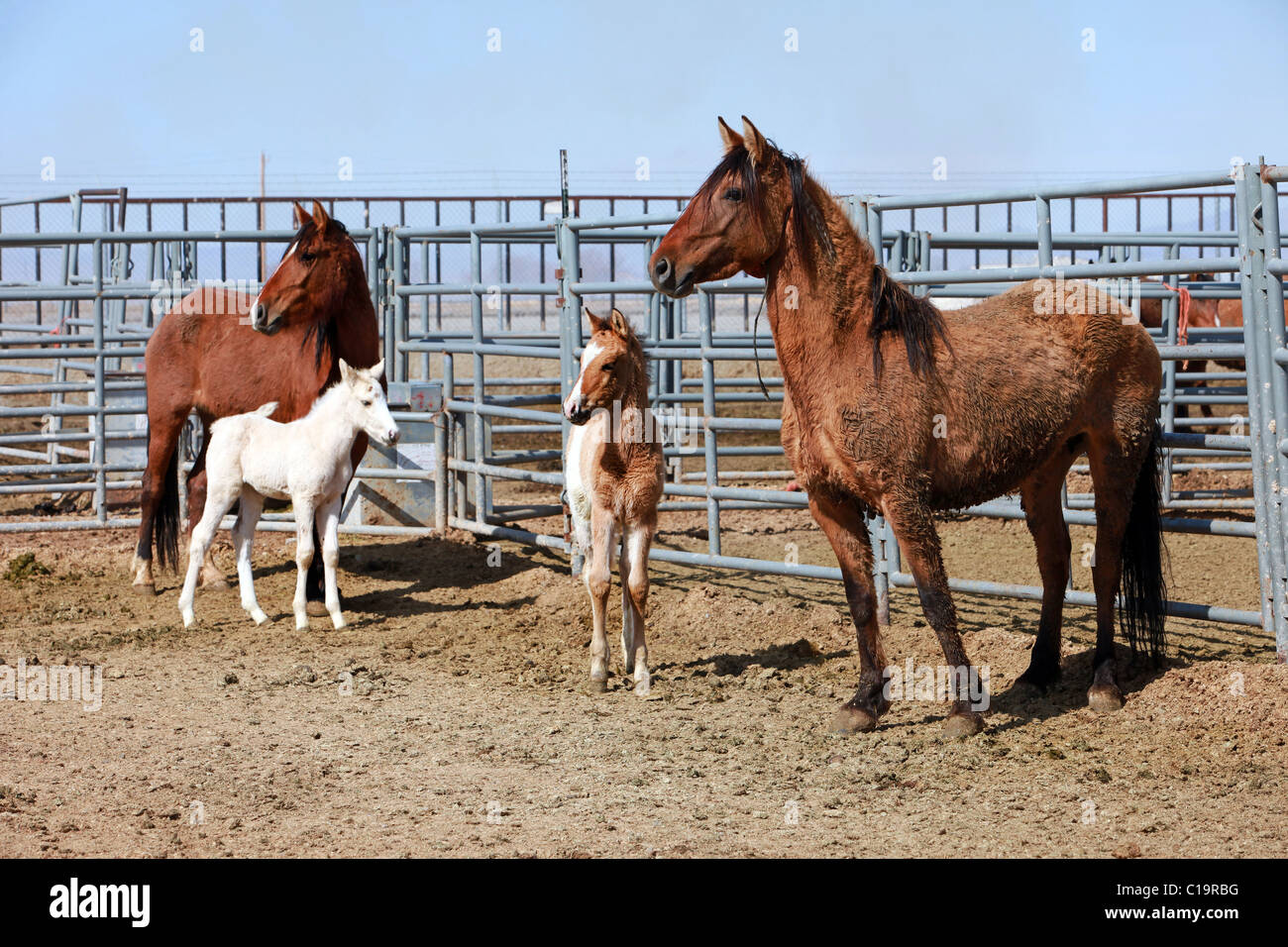 Wild mustang horses, Mares and Colts foals in corral after roundup in