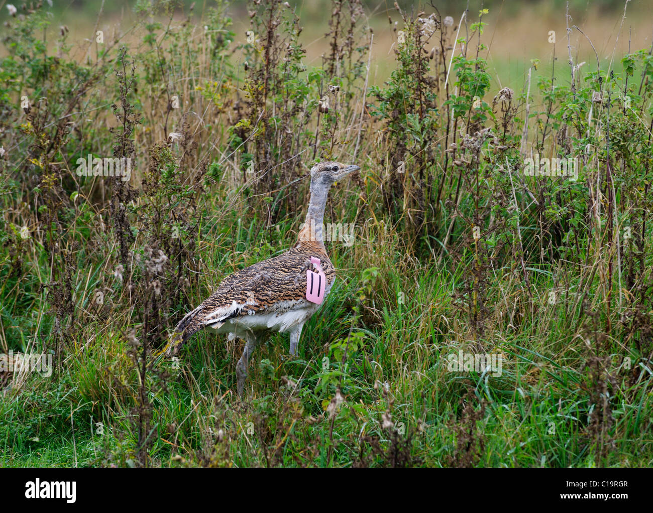 Great Bustard Otis Tarda individual just released on to Salisbury Plain Wiltshire by Great Bustard Group September 2010 Stock Photo