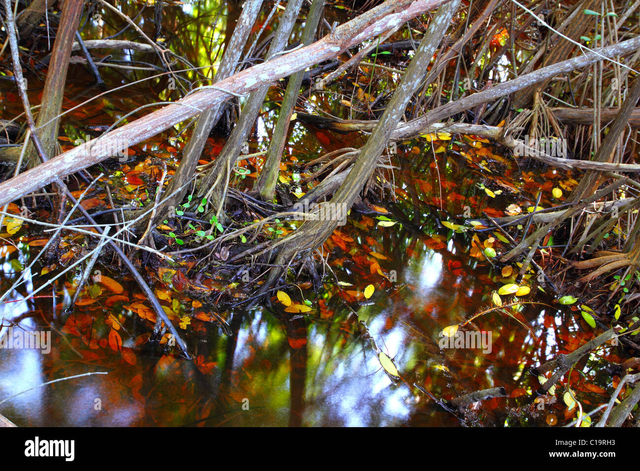 mangrove swamp tropical water detail in national reserve sian kaan Stock Photo