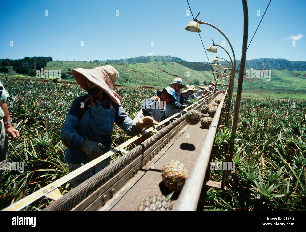 Pineapple fields, Lanai, Hawaii Stock Photo Alamy