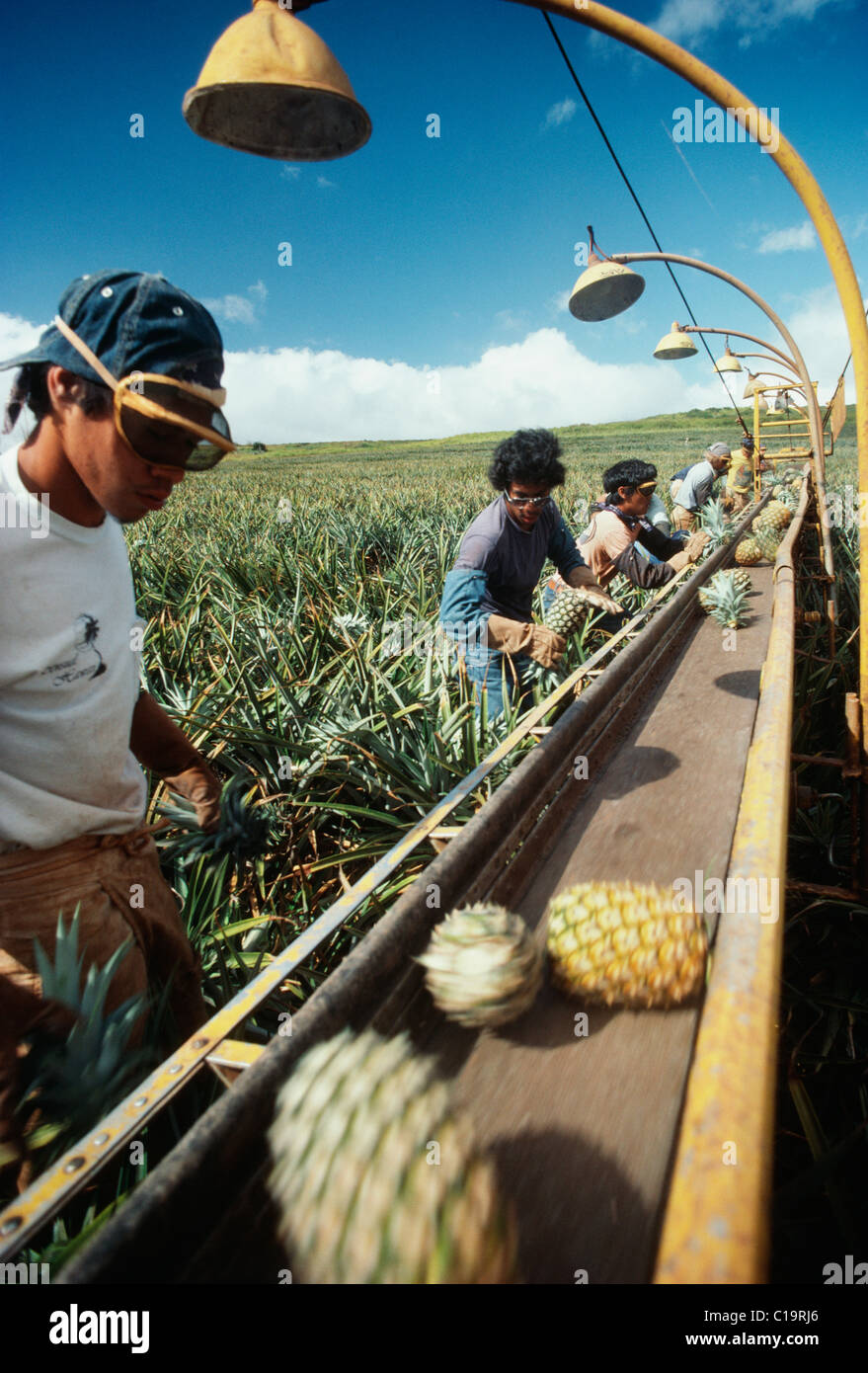 Pineapple fields, Lanai, Hawaii Stock Photo Alamy