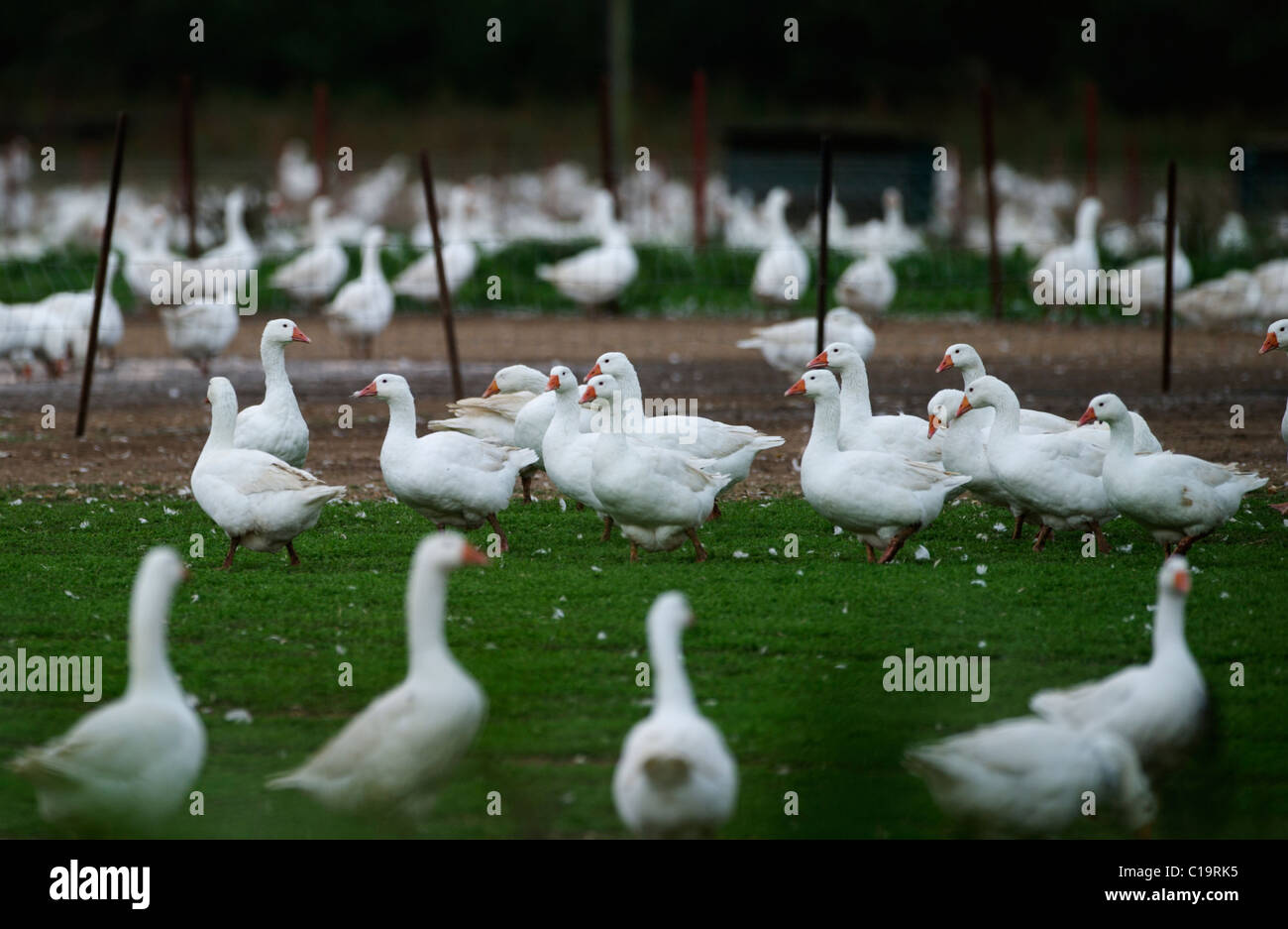 Farmed geese for Christmas market Norfolk autumn Stock Photo
