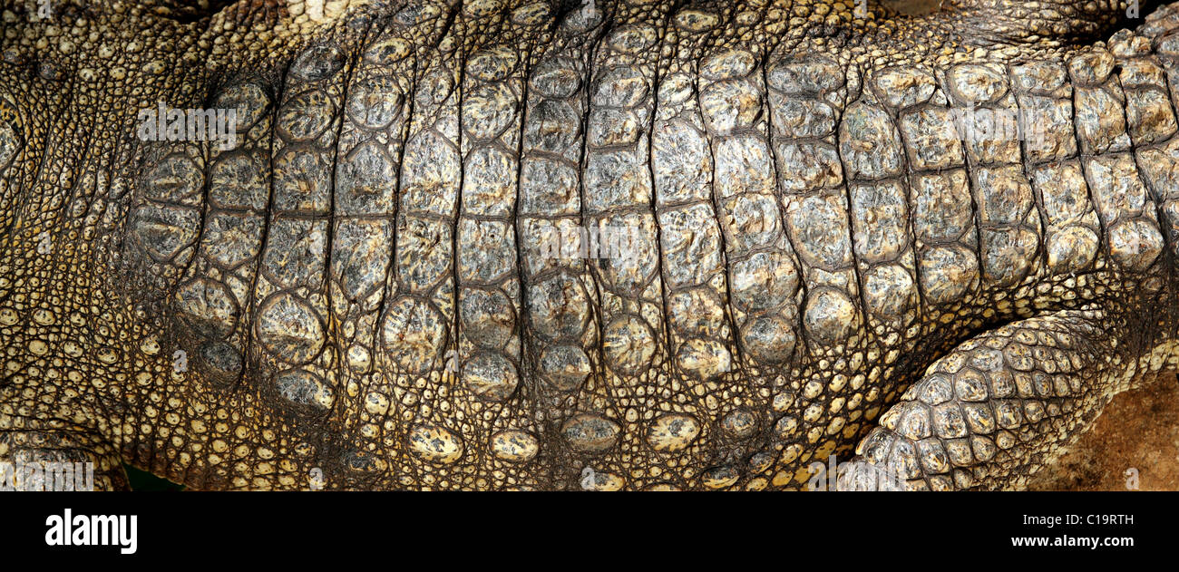 Alive Crocodile real skin macro texture detail background Stock Photo