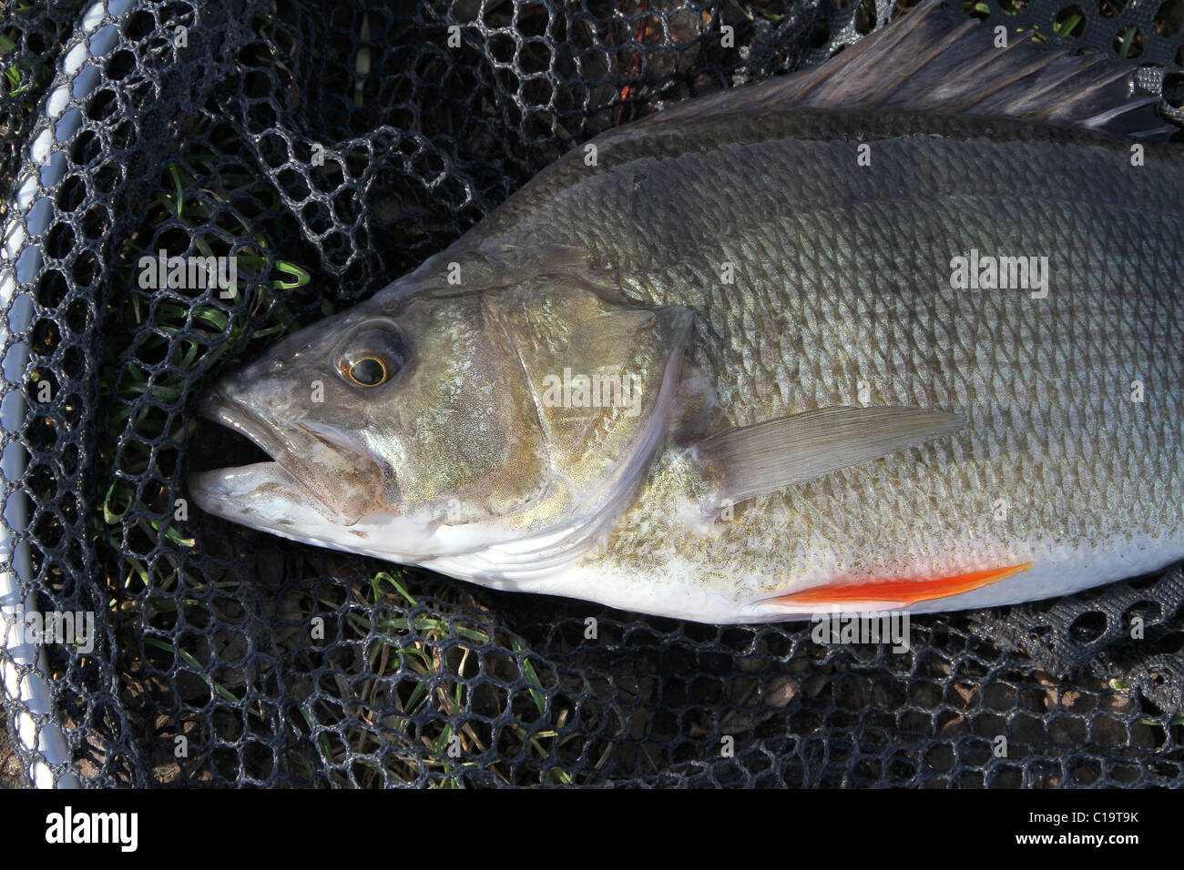 Large perch hi-res stock photography and images - Alamy