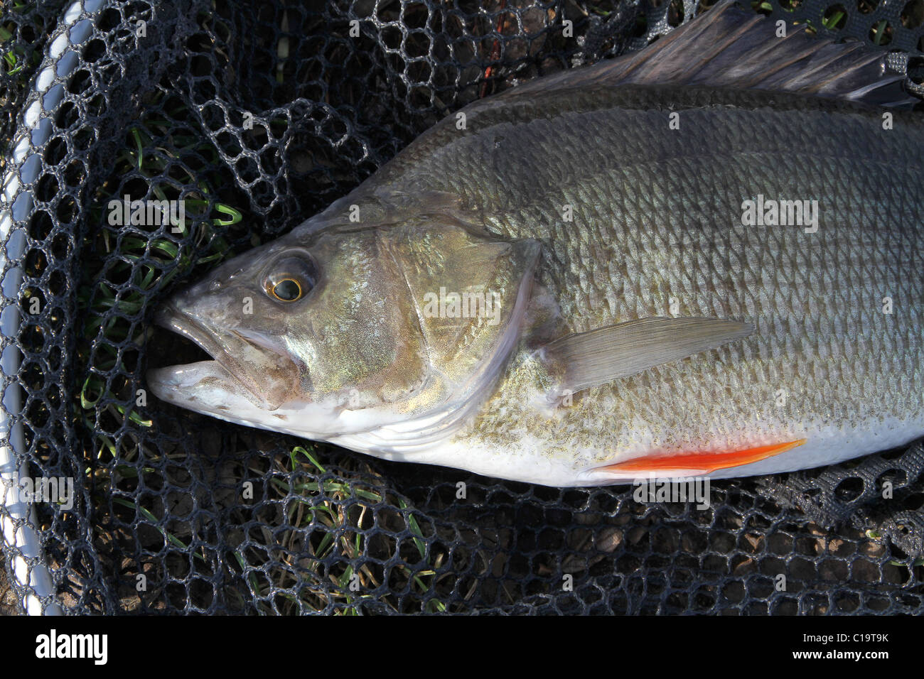 Large Perch Hi-res Stock Photography And Images - Alamy