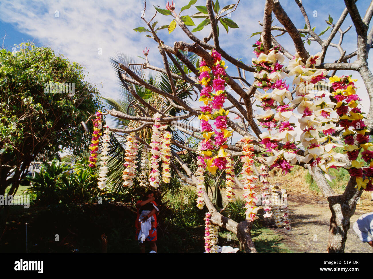 Plumeria leis hanging from tree, Hana, Maui, Hawaii Stock Photo