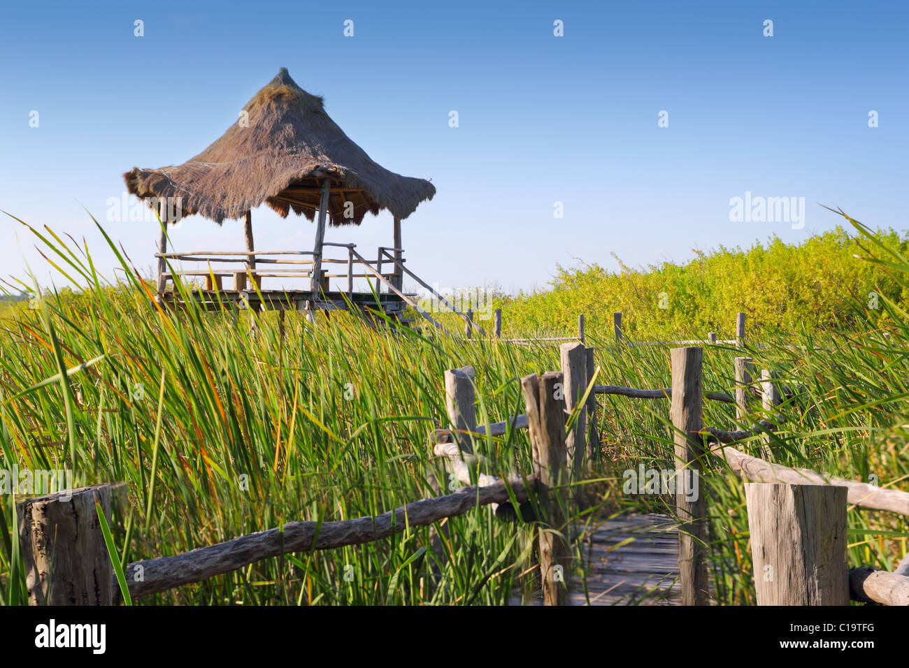 hut palapa in mangrove reed wetlands in mexico Stock Photo