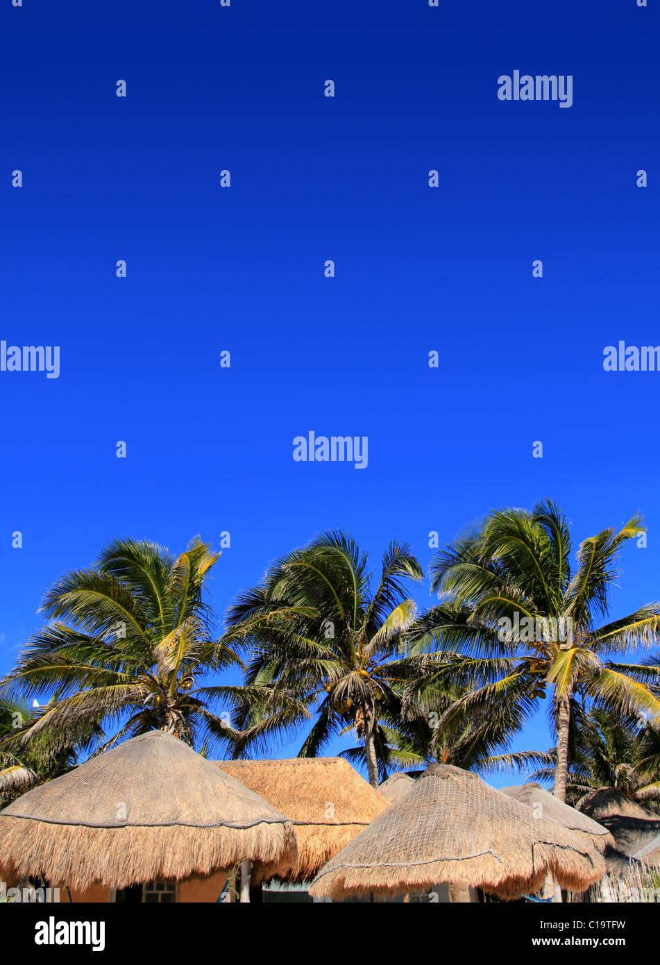 coconut palm tree blue sky with hut palapa sun roof Stock Photo