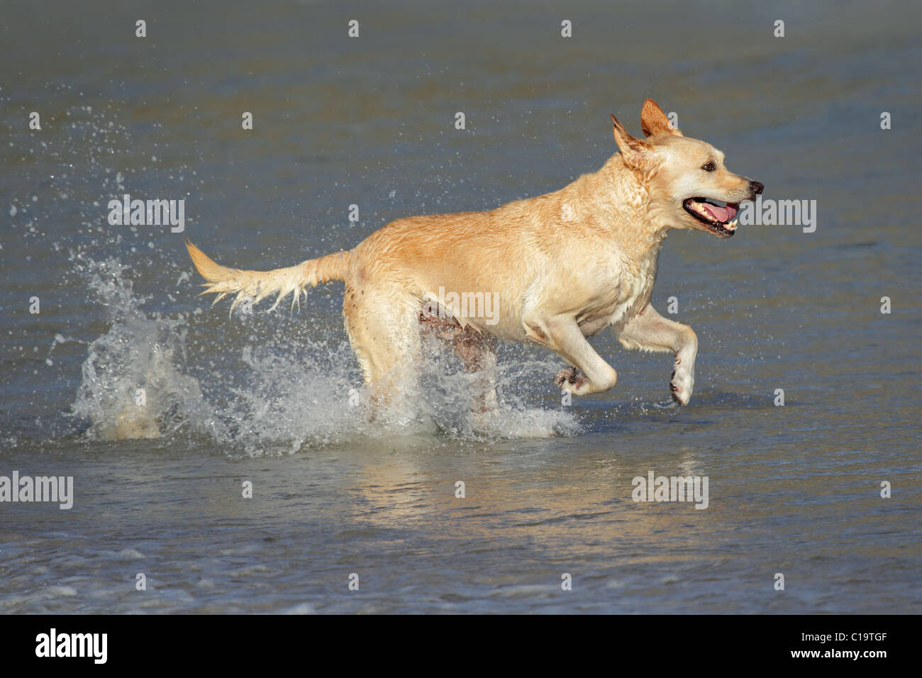 Golden retriever running and playing in shallow water Stock Photo