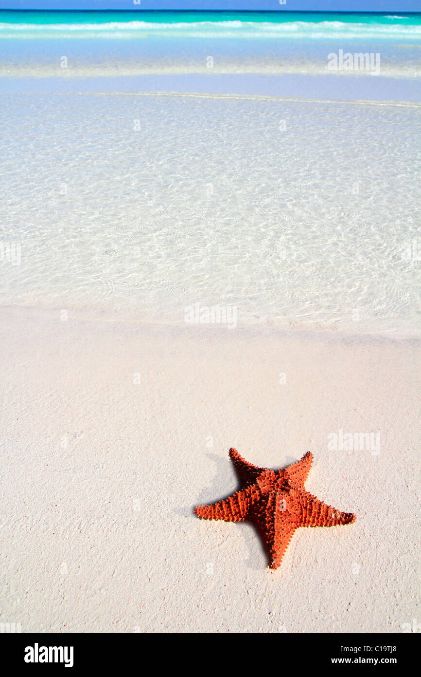 beautiful caribbean starfish tropical sand turquoise beach Stock Photo