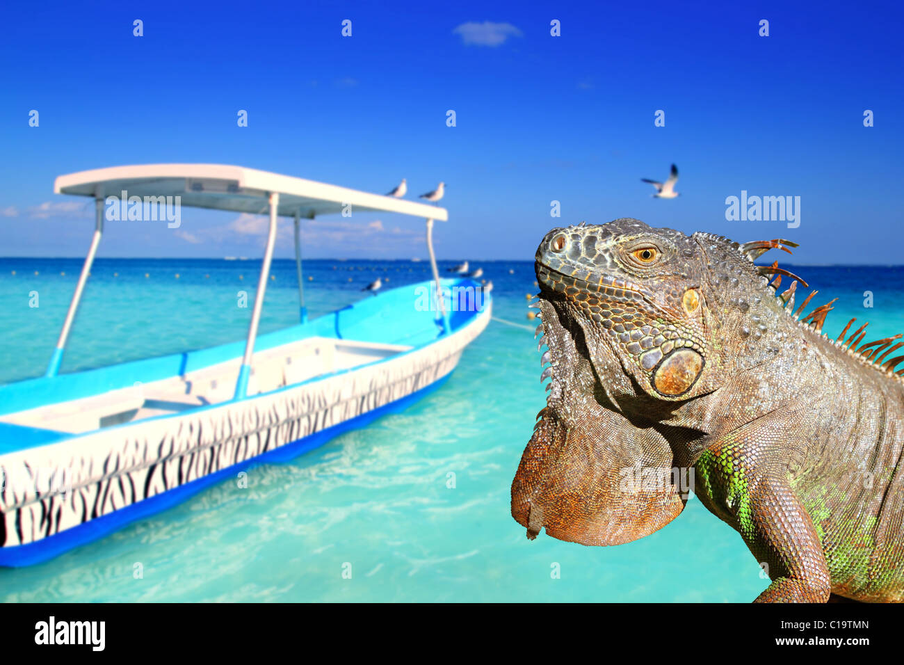 Mexican iguana in Caribbean tropical beach boat summer vacations Stock Photo