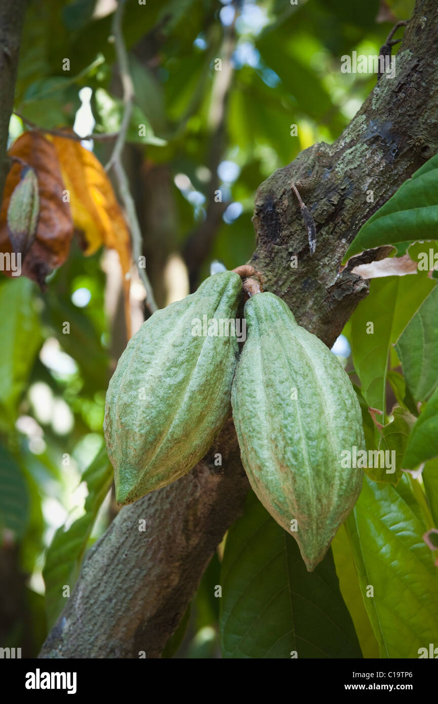 Close-up of cocoa pods on tree, Kochi, Kerala, India Stock Photo