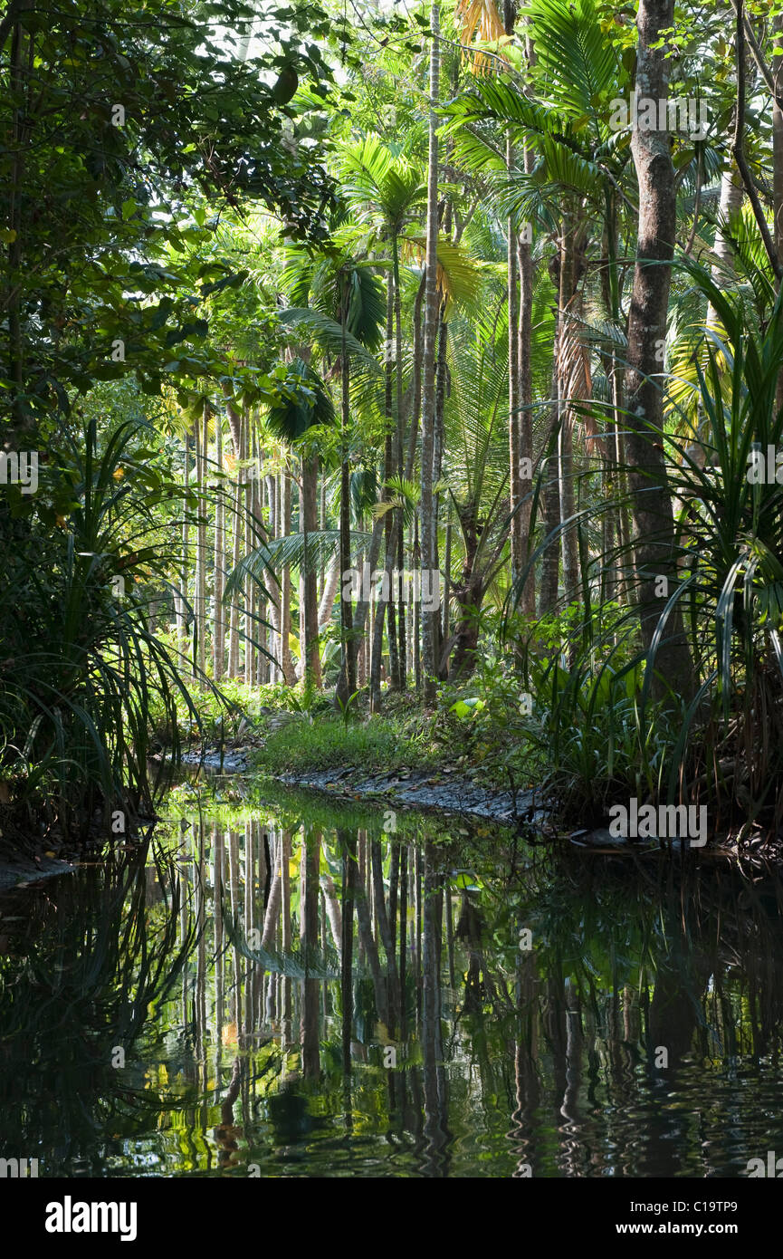 Stream flowing through forest, Kochi, Kerala, India Stock Photo