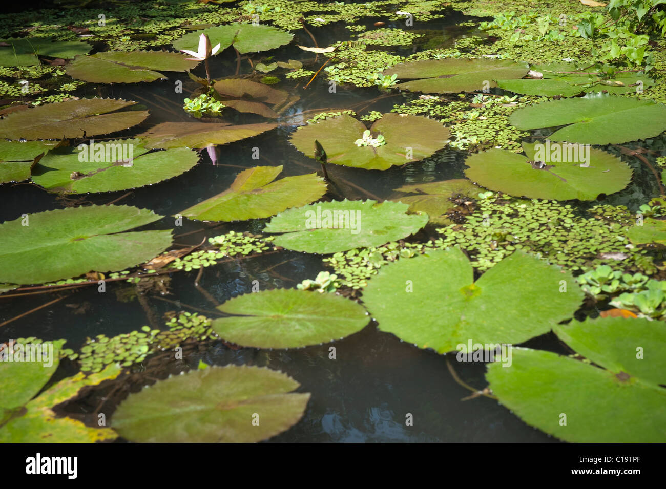 Lily pads in india hi-res stock photography and images - Alamy