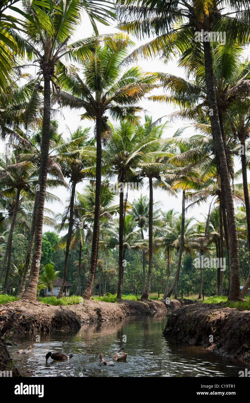Coconut palm trees at the waterfront, Kochi, Kerala, India Stock Photo